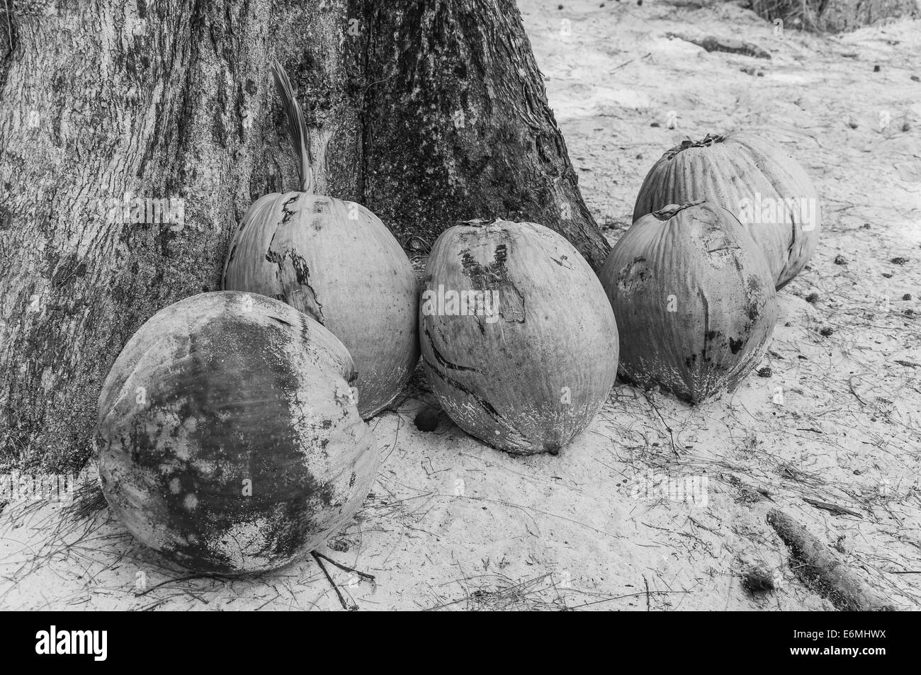Ansicht von Kokosnüssen am Sandstrand Stockfoto