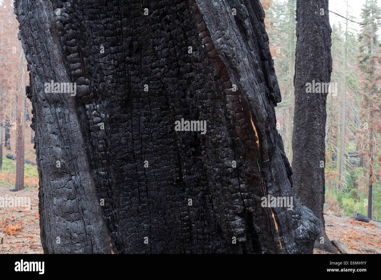 Verkohlten Wald Baumstämme - die Berge der Sierra Nevada, Kalifornien USA Stockfoto