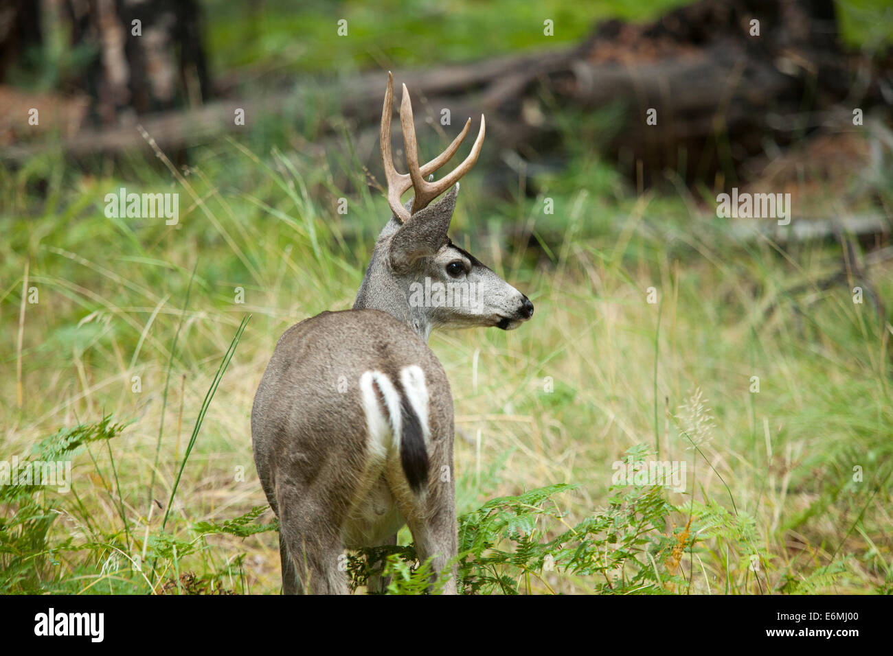 4-Punkt-Maultier-Rotwild (schwarz - Tailed Hirsche) hintere Ansicht - Sierra Nevada, Kalifornien USA Stockfoto