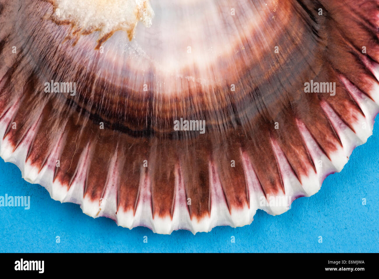 Nahaufnahme der Jakobsmuschel. Stockfoto