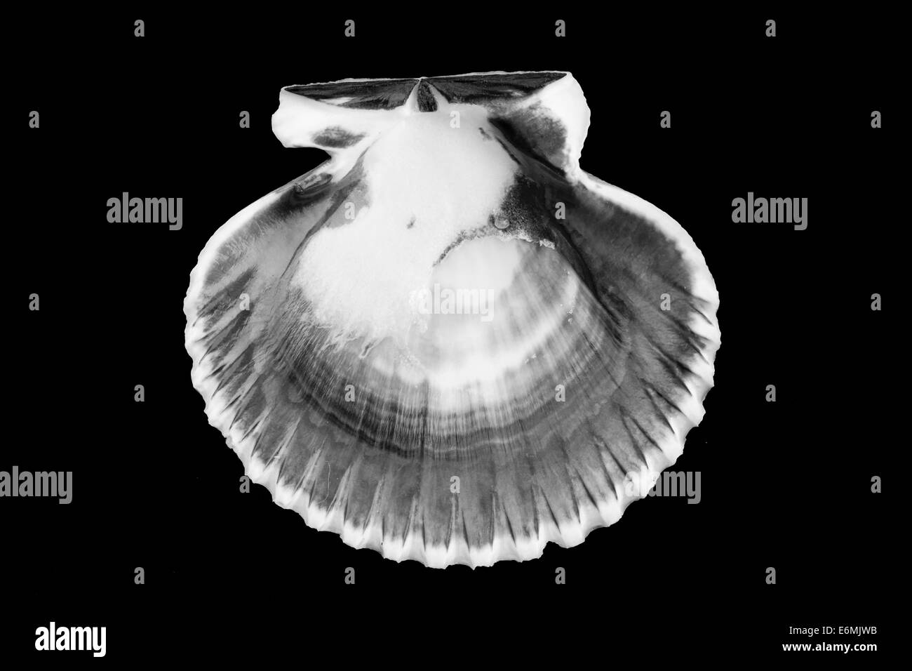 Hautnah, dass B&W von Jakobsmuscheln auf einem hellblauen Hintergrund angelegt. Stockfoto