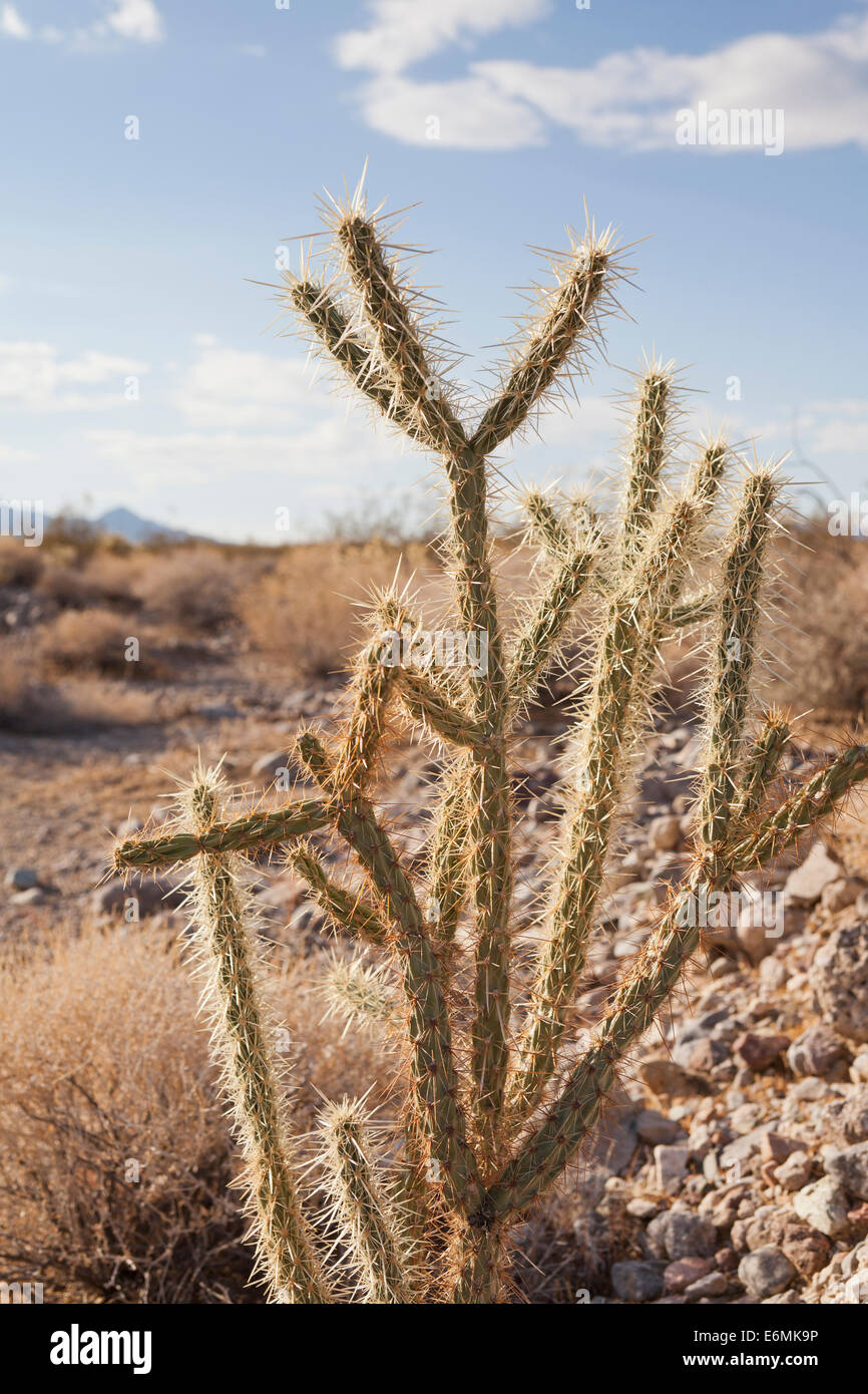 Cholla Cactus - Mojave-Wüste, Kalifornien USA Stockfoto