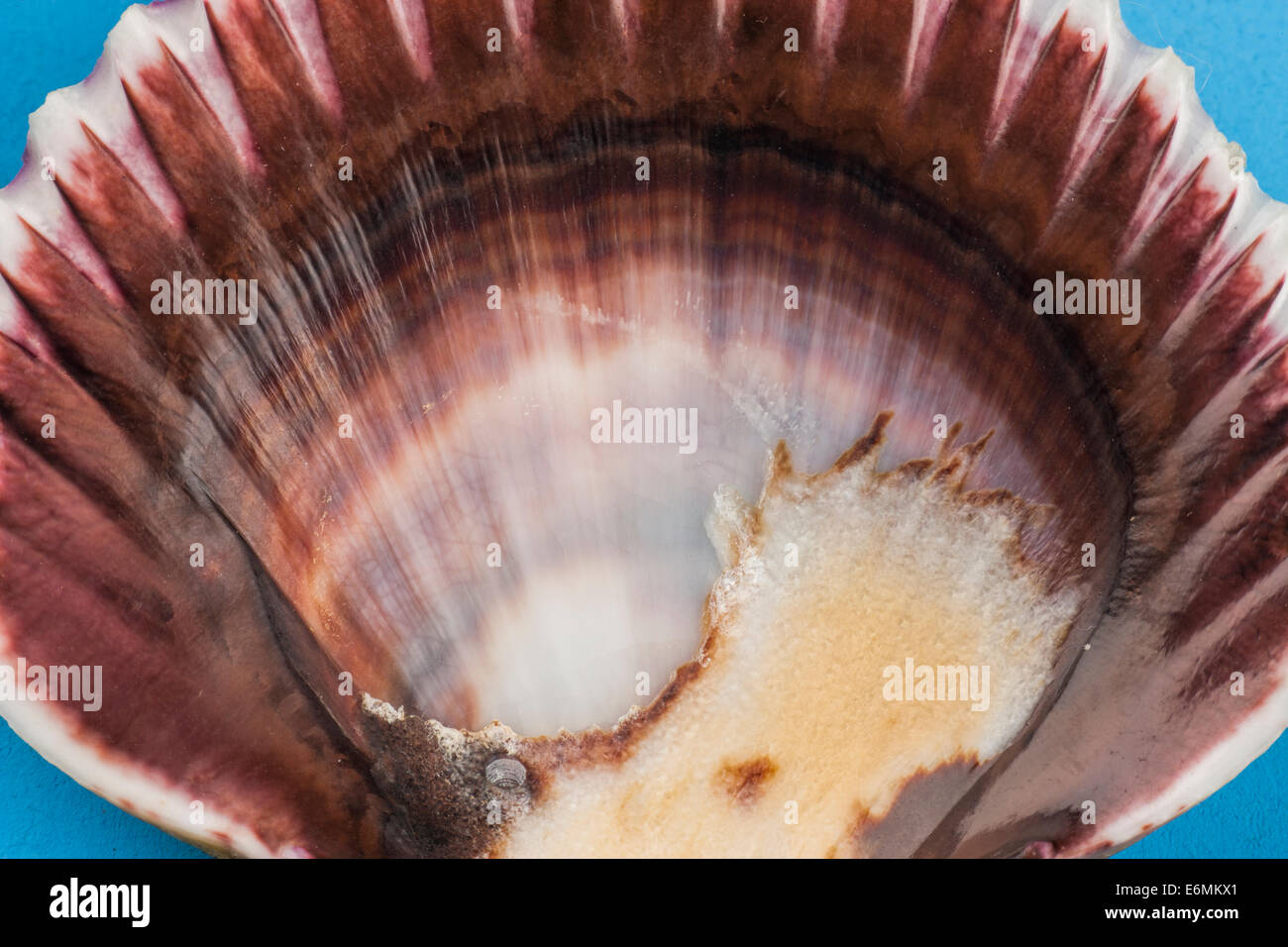 Nahaufnahme in der Schale. Stockfoto