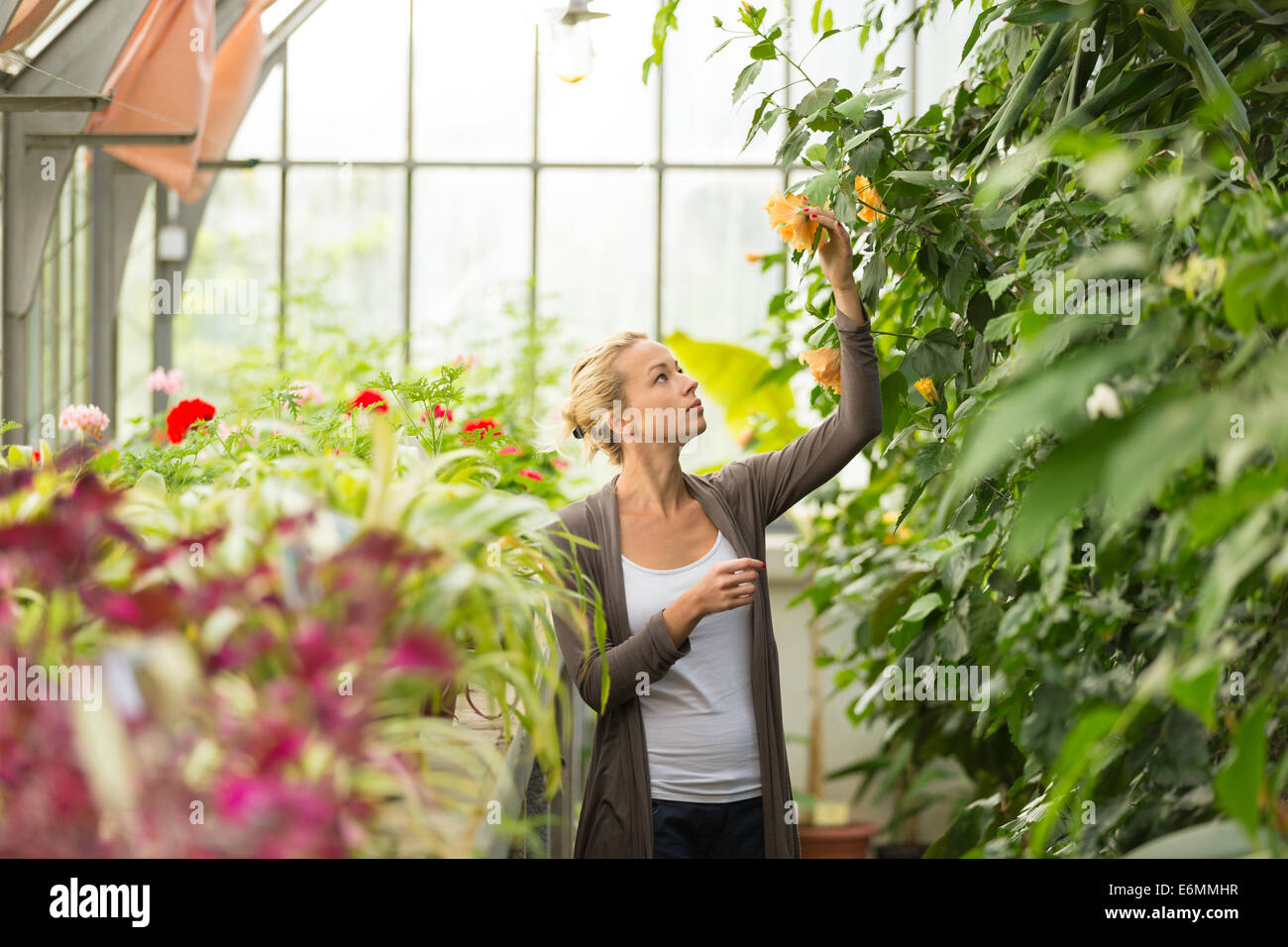 Floristen-Frau arbeitet im Gewächshaus. Stockfoto