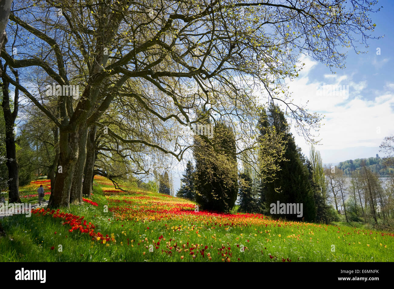 Bunte Frühlingswiese mit Narzissen und Tulpen, Mainau, Baden-Württemberg, Deutschland Stockfoto