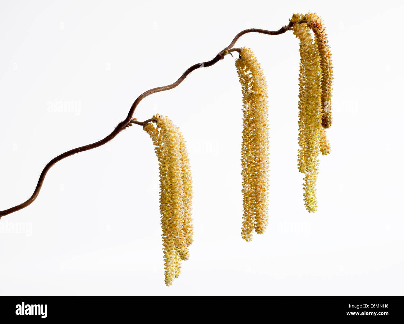 Korkenzieher-Hasel (Corylus Avellana &#39; Contorta &#39;), Zweig mit Blütenstaub Kegel Stockfoto