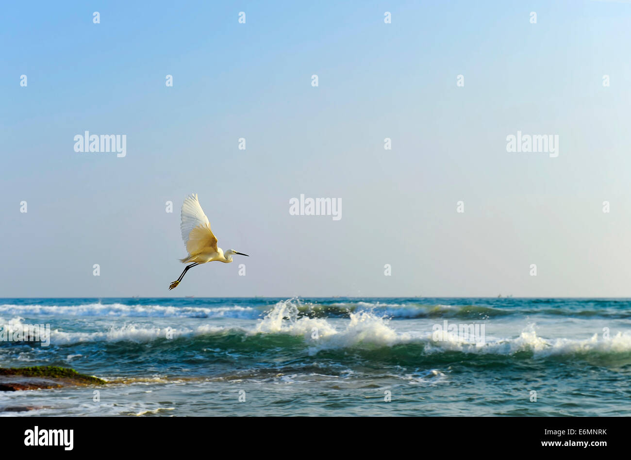 Fliegen, Silberreiher (Ardea Alba), Arabisches Meer, Varkala, Kerala, Südindien, Indien Stockfoto
