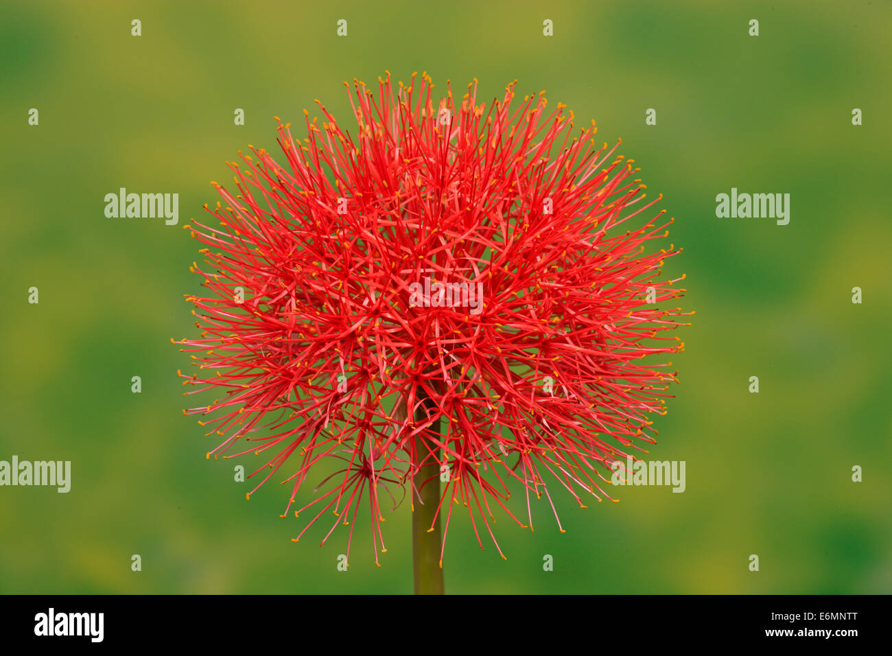 Gemeinsamen Feuerball oder Monsun Lilie (Scadoxus Multiflorus) Blume, Deutschland Stockfoto