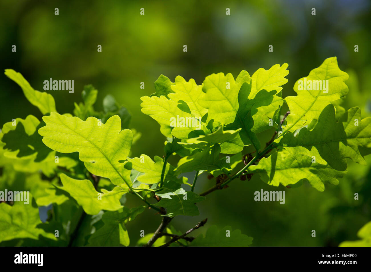 Englischer Eiche, Eichen, Blatt, Blätter, Eichenlaub, Eichenblatt