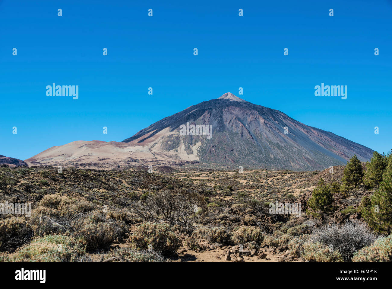 Vulkanische Landschaft bedeckt Plateau mit Sträuchern, Llano de Uruanca mit Pico del Teide, 3718m, Parque Nacional de Las Cañadas Stockfoto