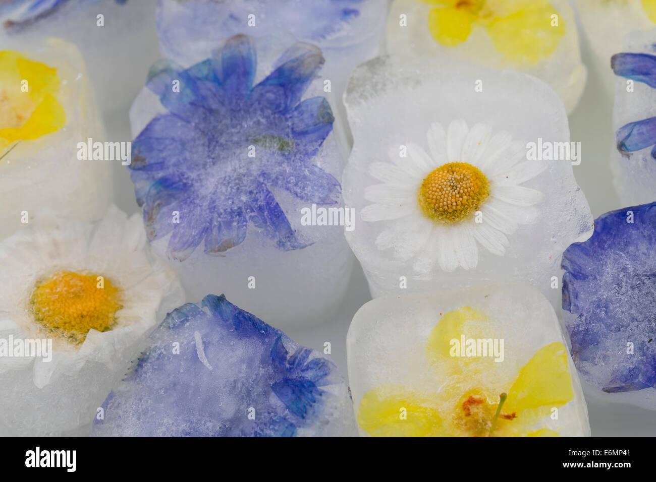 Eiswürfel, Eiswürfel mit essbaren Blumen, Blüten, Blüteneiswürfel, Blüten-Eiswürfel, Eiswürfel Mit Blüten, Blütenblättern Stockfoto