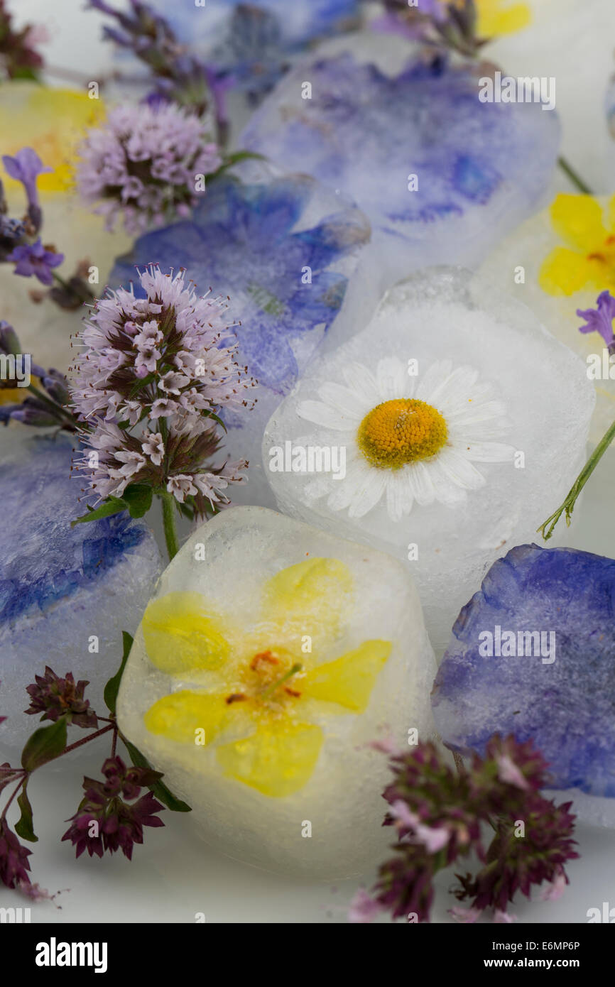 Eiswürfel, Eiswürfel mit essbaren Blumen, Blüten, Blüteneiswürfel, Blüten-Eiswürfel, Eiswürfel Mit Blüten, Blütenblättern Stockfoto