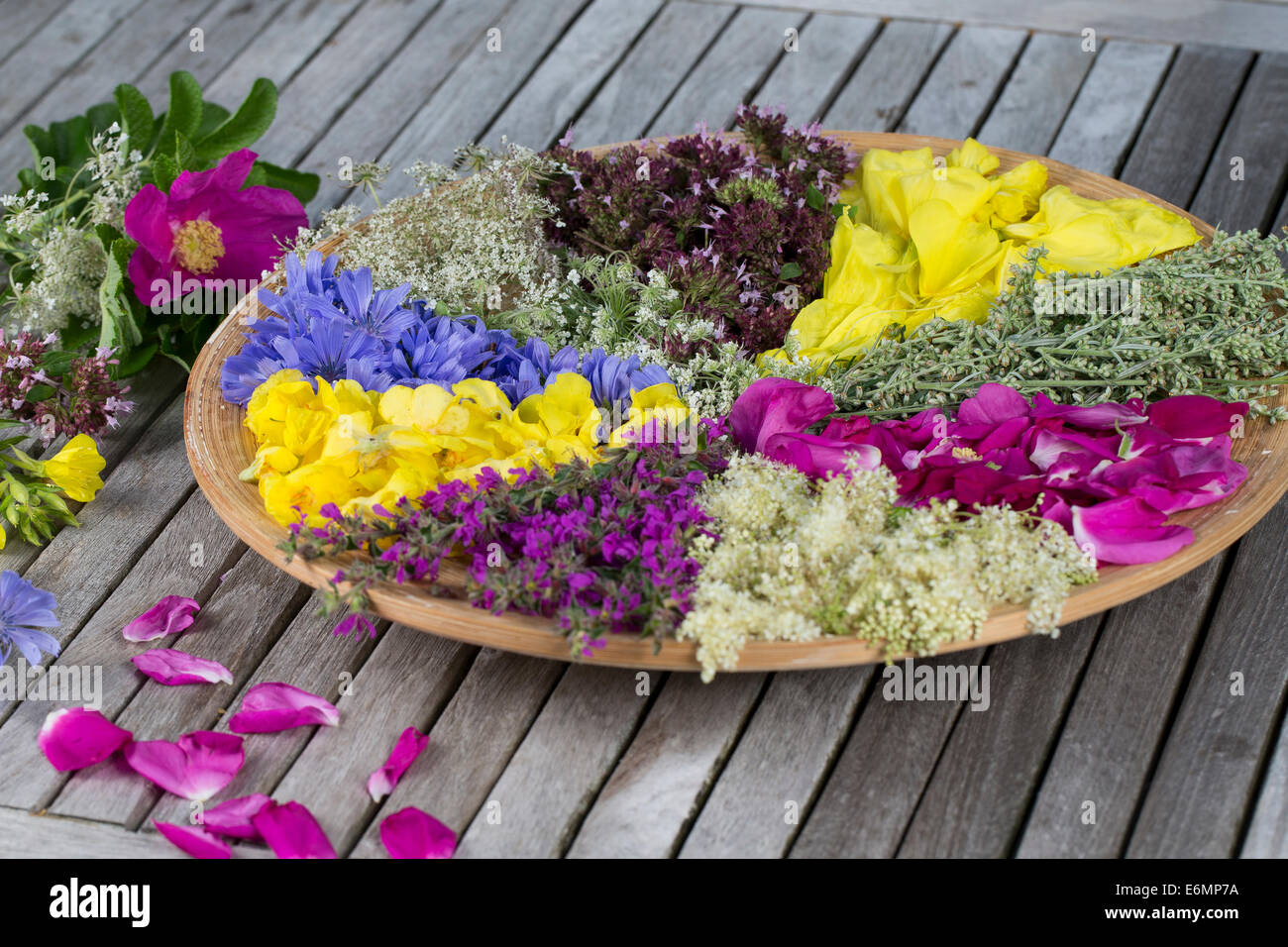 Blütenteller, Blüten, Blumen, Kräuter, Kräuter Sammeln, Kräuterernte, Blütenblätter Auf Einem Teller Sortiert Zum Trocknen, Essb Stockfoto