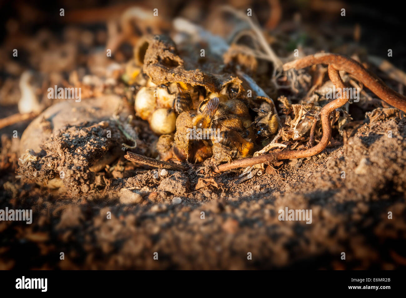 Britische Carder Hummeln (Bombus Pascuorum) im Boden von einem Garten in Großbritannien Stockfoto