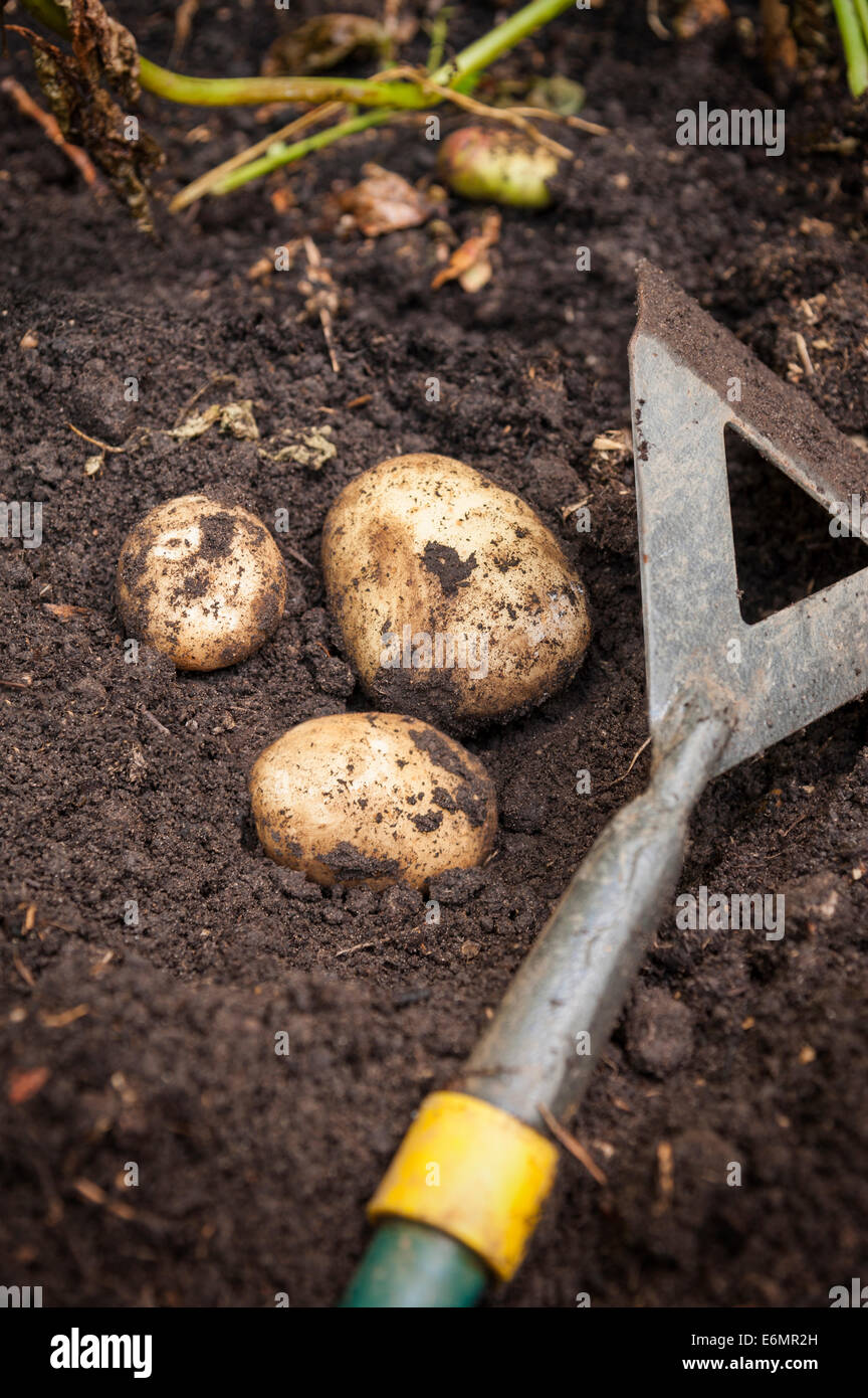 Frisch geerntete Frühkartoffeln. England Großbritannien Stockfoto