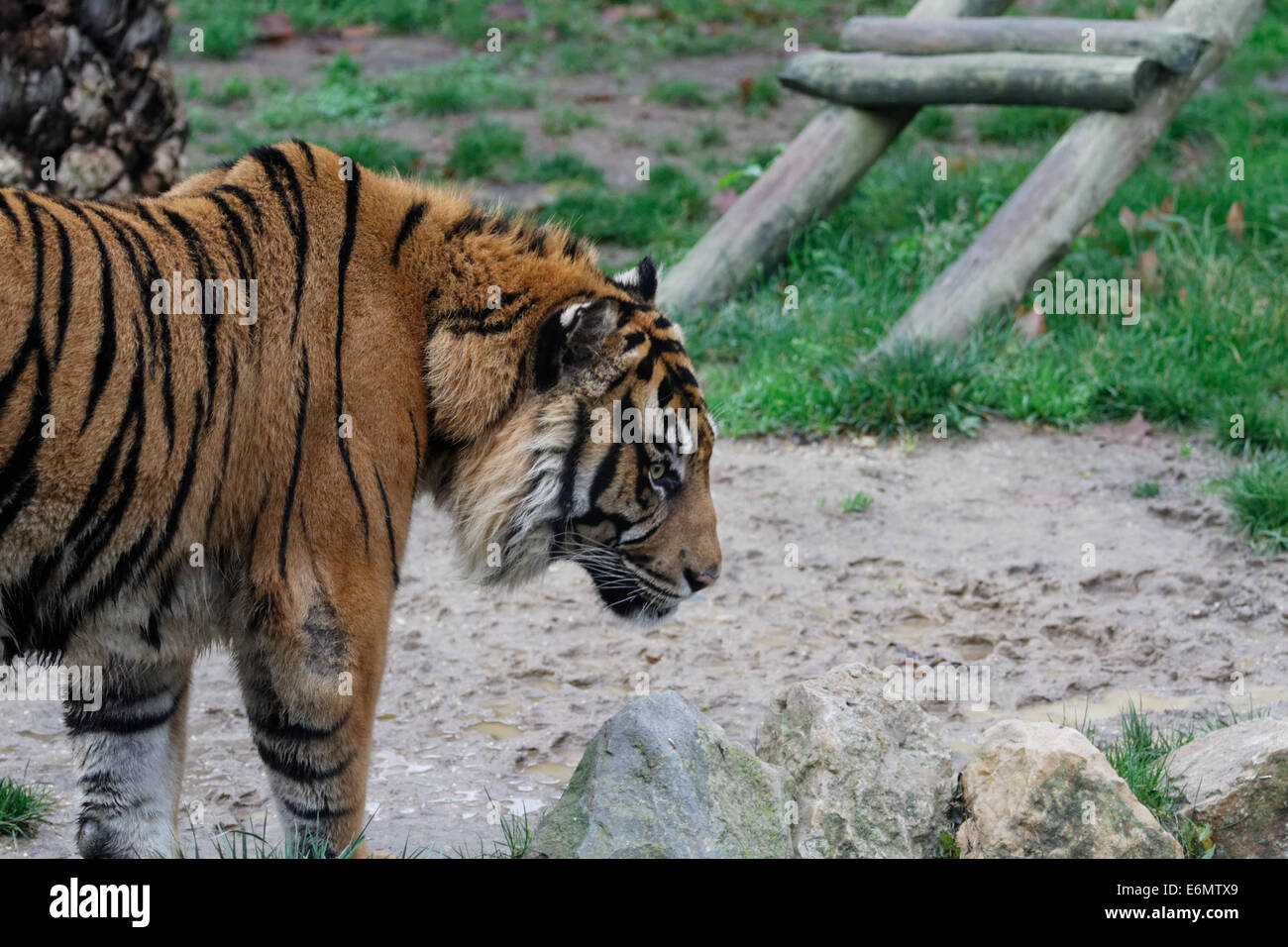 Tiger, Zoo Lissabon. Stockfoto