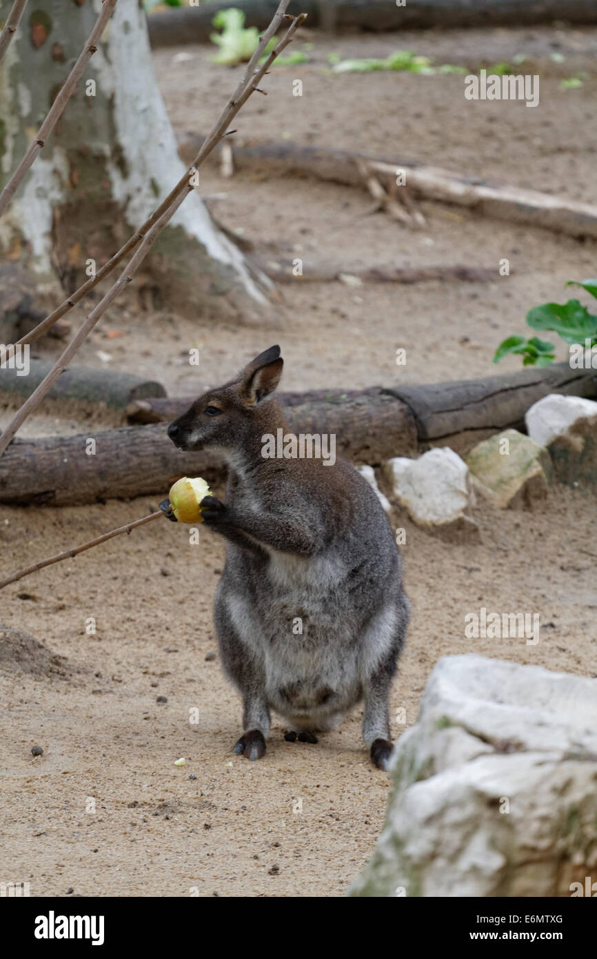 Wallaby, hübsches Gesicht Wallaby Macropus Parryi Zoo Lissabon Stockfoto