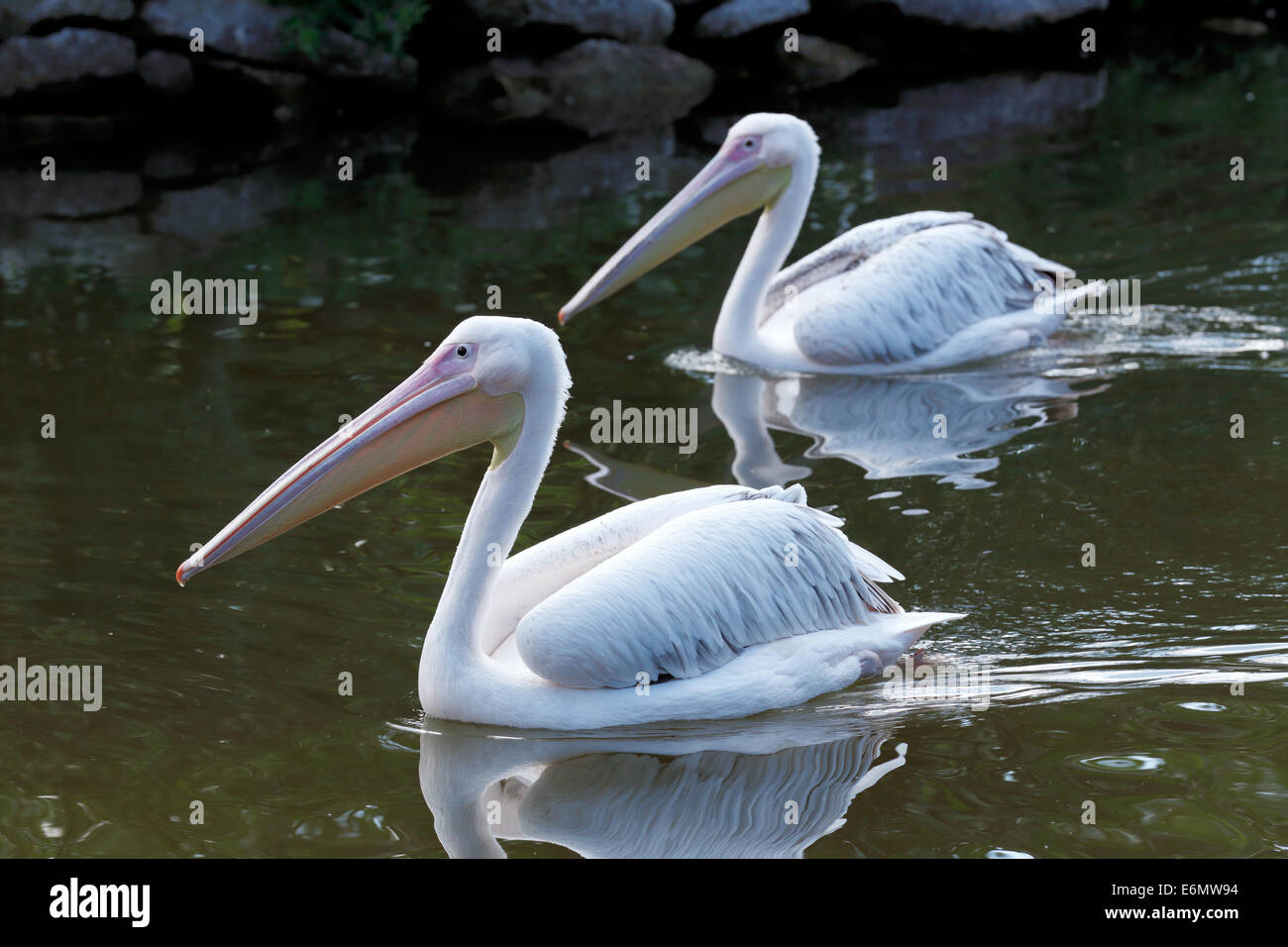 Großer weißer Pelikan ist eines der größten fliegenden Vögel Welt Stockfoto