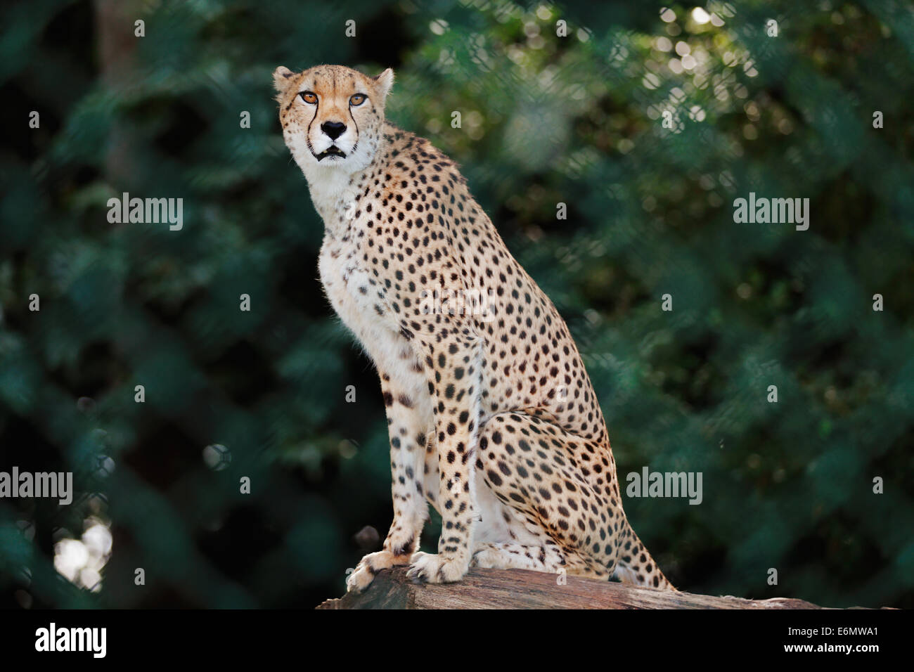 Gepard ist das schnellste Landtier der Welt, erreichen Geschwindigkeiten so schnell wie 120 km/h Stockfoto