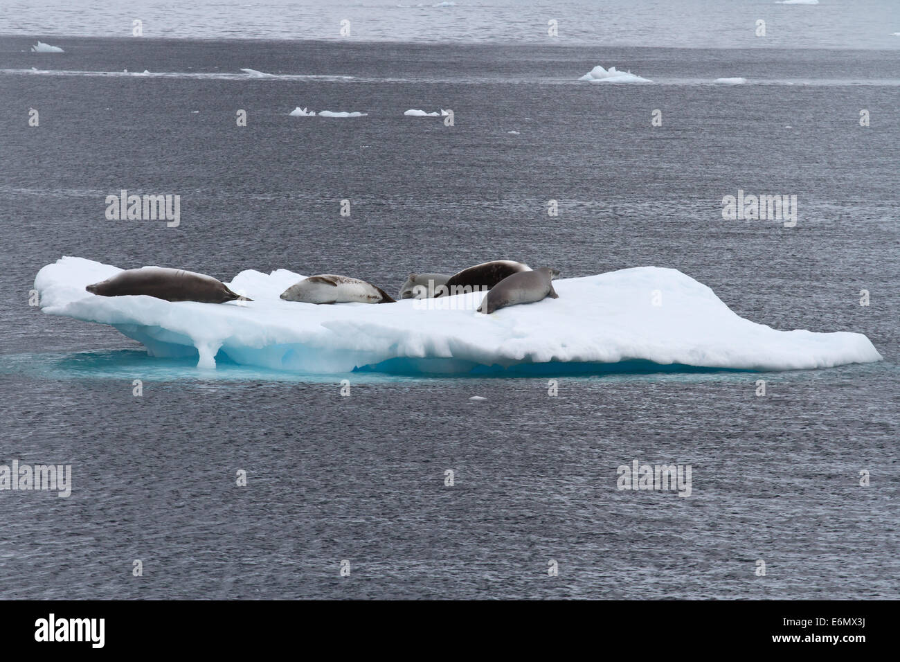 Krabbenfresserrobbe Dichtungen Gruppe auf dem Eis in antarktischen Gewässern Stockfoto