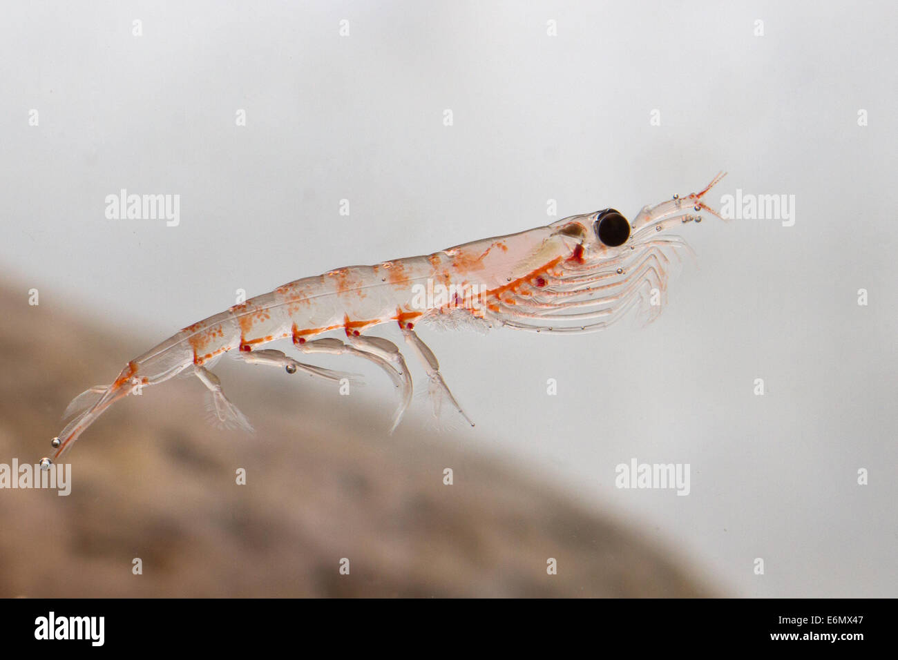 Antarktische Krill im Wasser im antarktischen Wasser schweben Stockfoto