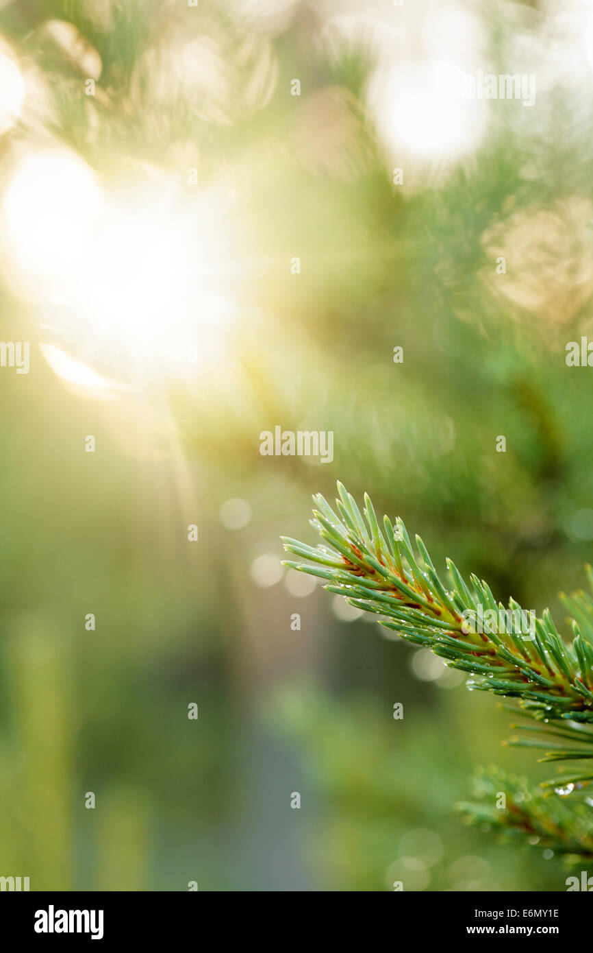 Zweig der Europäischen Fichte nach Regen. Stockfoto