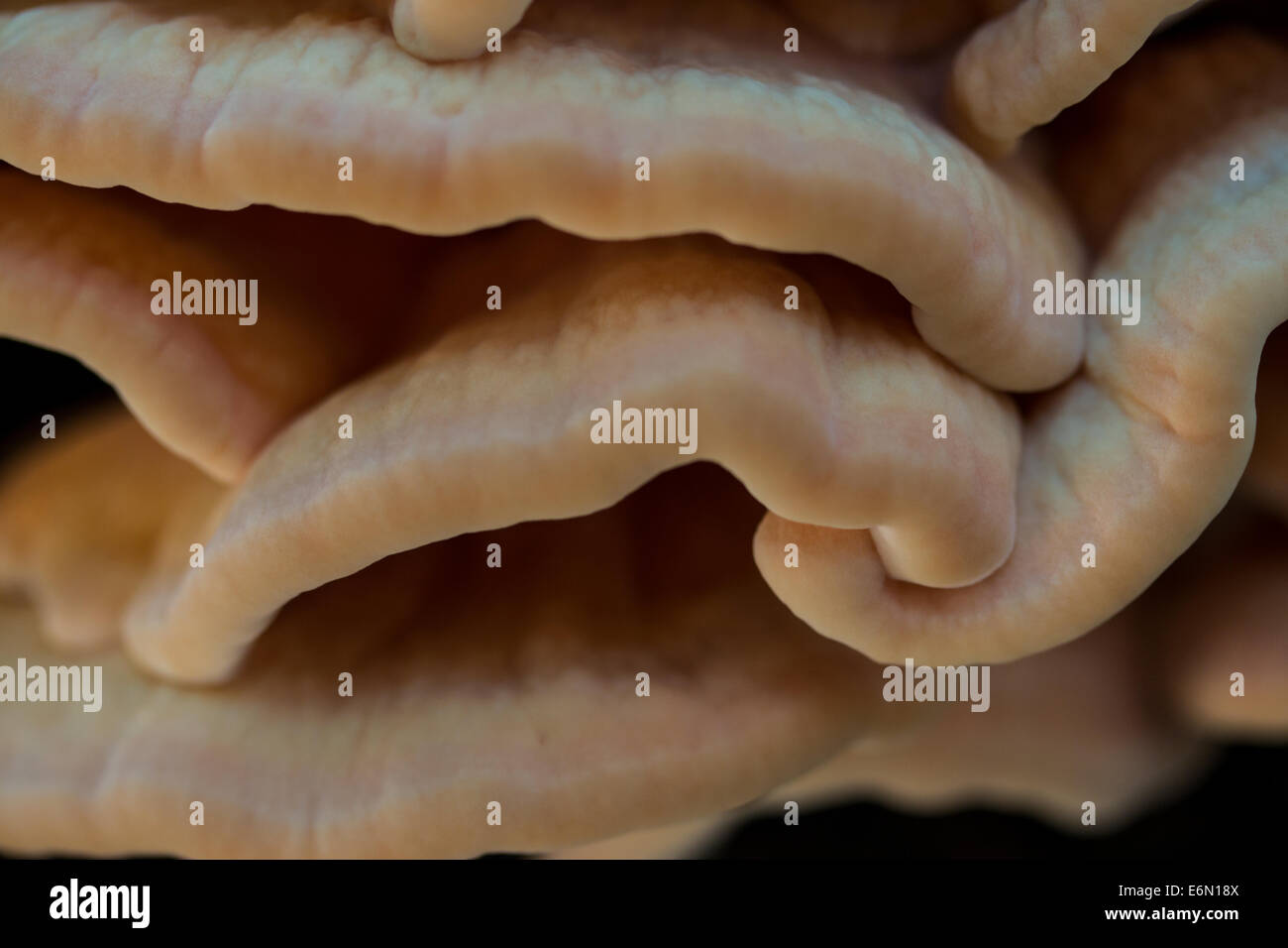 Sulfur Shelf Mushroom Stockfoto