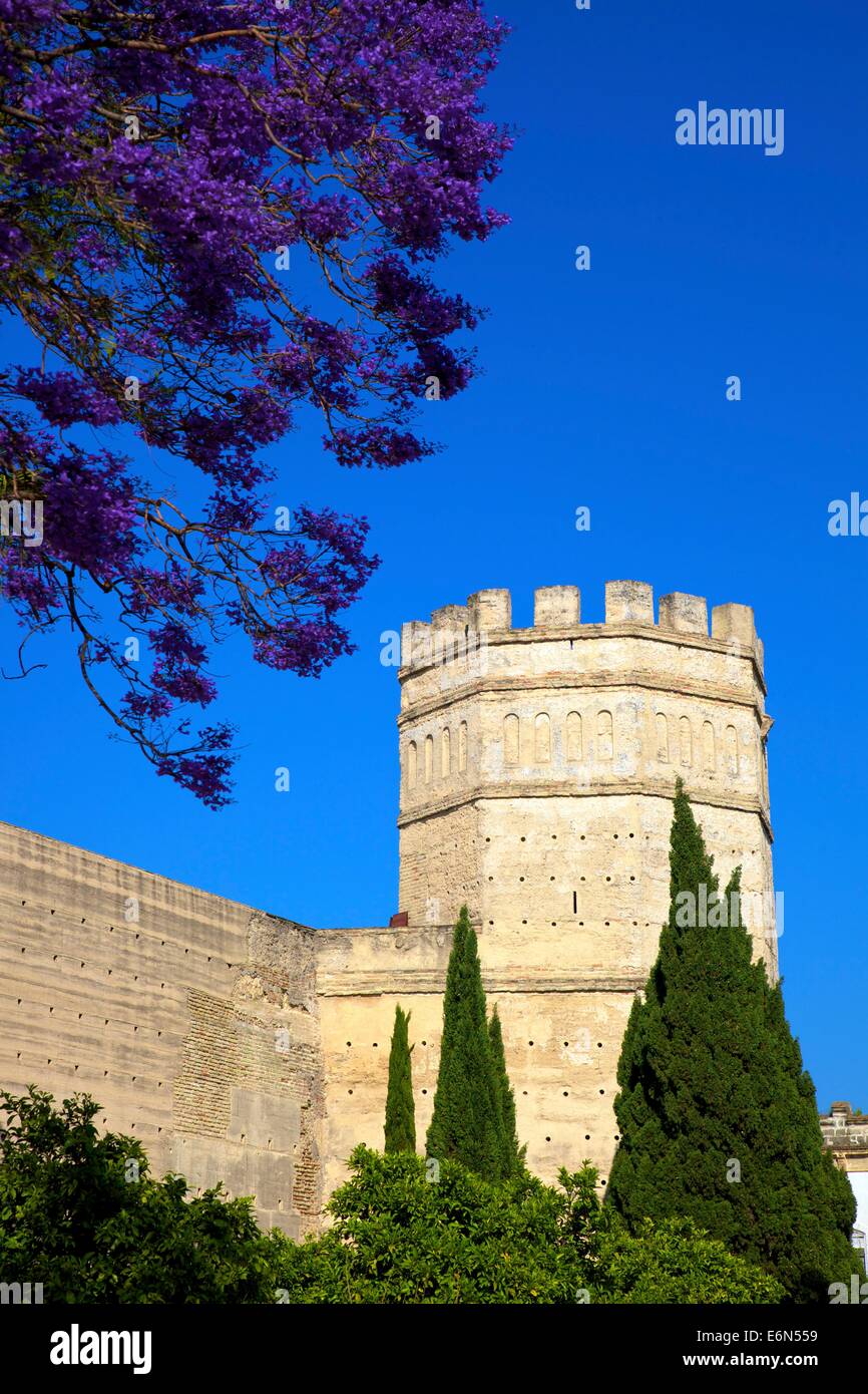 Der Alcazar mit Provinz blühende Jacaranda-Bäume, Jerez De La Frontera, Cádiz, Andalusien, Spanien, Süd-West-Europa Stockfoto