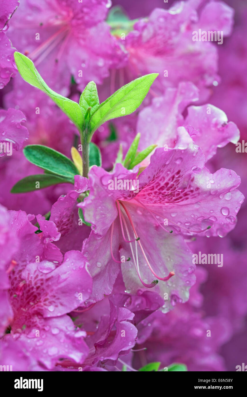 Rosa Azalee Blüten. Stockfoto