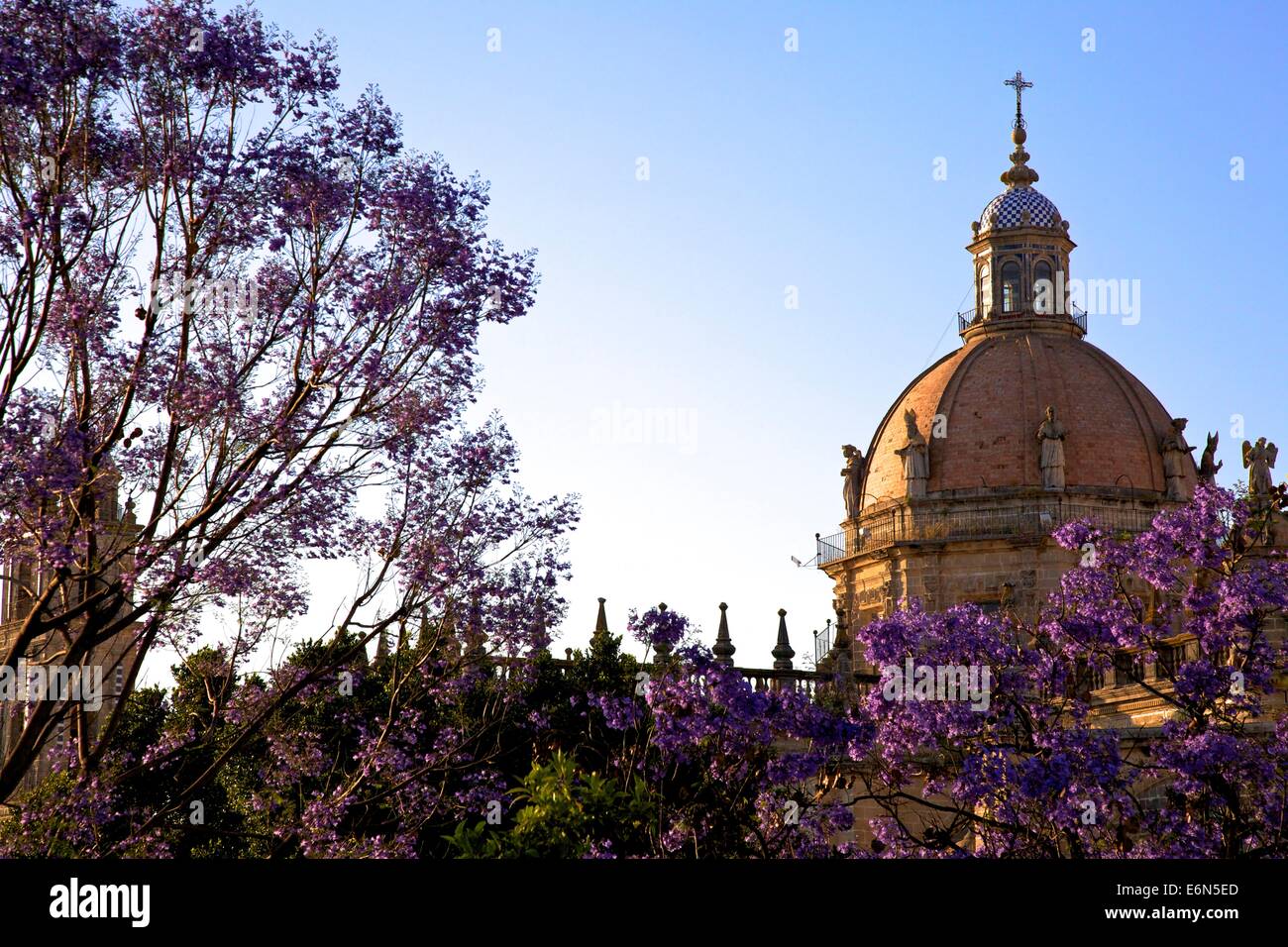 Die Kathedrale von San Salvador mit blühende Jacaranda-Bäume, Provinz Cadiz, Jerez De La Frontera, Andalusien, Spanien Stockfoto