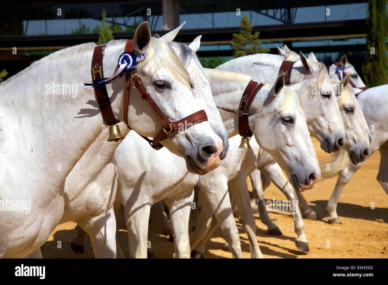 Yeguada De La Cartuja, Finca Fuente del Suero, Jerez De La Frontera, Provinz Cadiz, Andalusien, Spanien, Süd-West-Europa Stockfoto