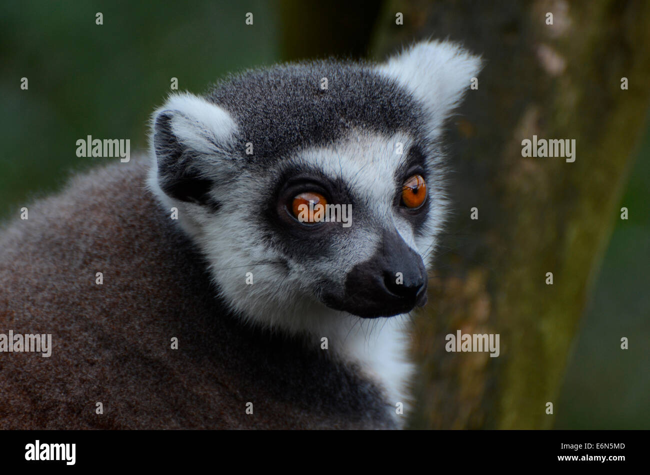 Ring-Tailed Lemur blickt aus seinem Gehege im Zoo von Belfast Stockfoto