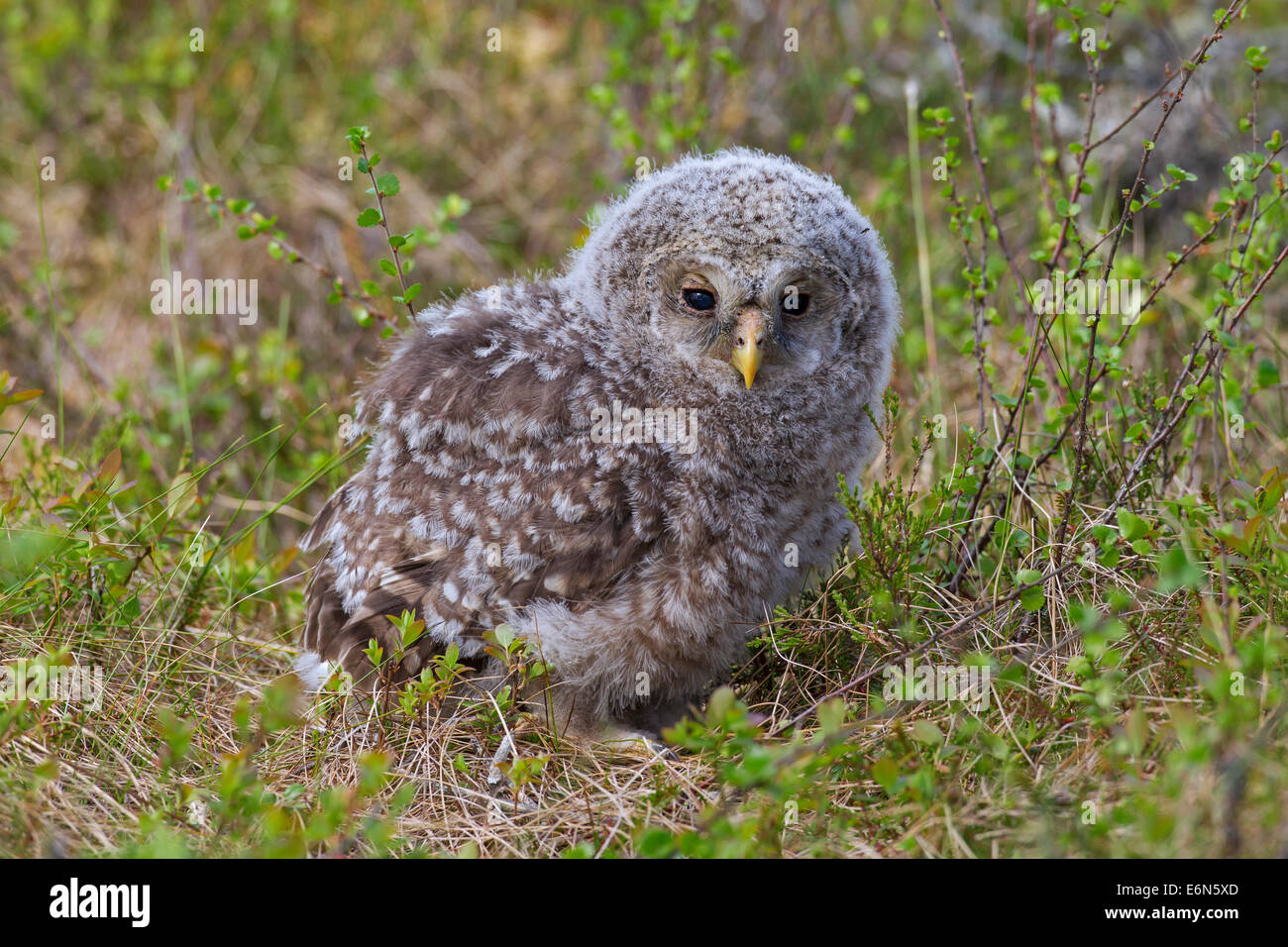 Habichtskauz (Strix Uralensis) Owlet in der Taiga, Scandinavia Stockfoto