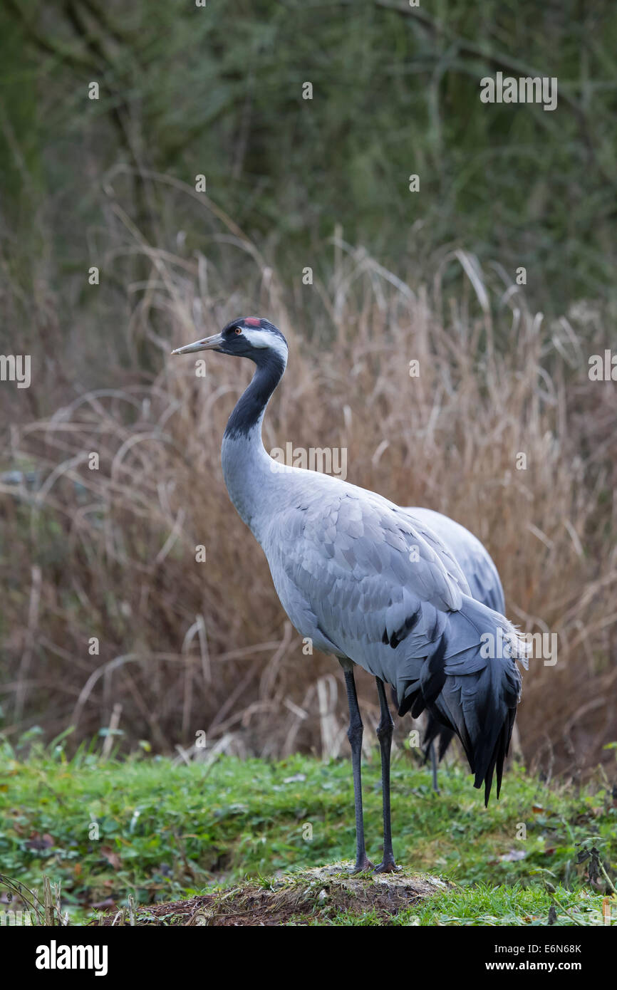 Gemeinsamen Kran eurasische Kranich Grus Grus Kranich Stockfoto