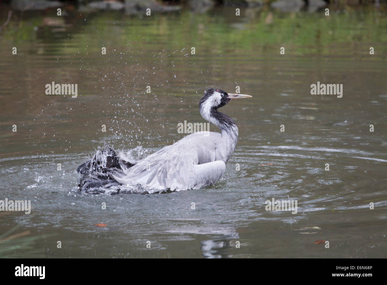Gemeinsamen Kran eurasische Kranich Grus Grus Kranich Stockfoto