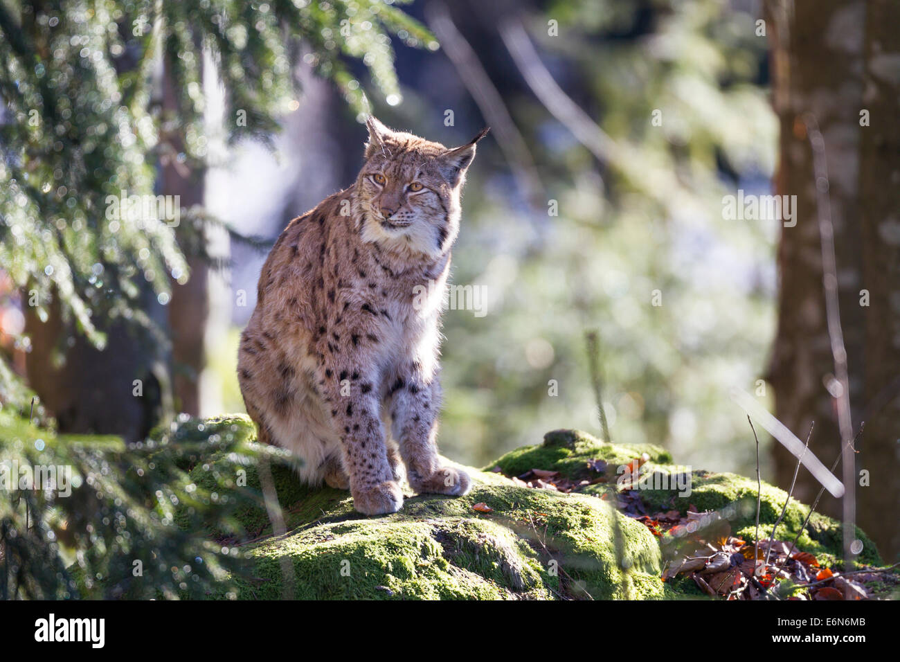 Eurasischer Luchs Eurasischer Luchs Lynx lynx Stockfoto