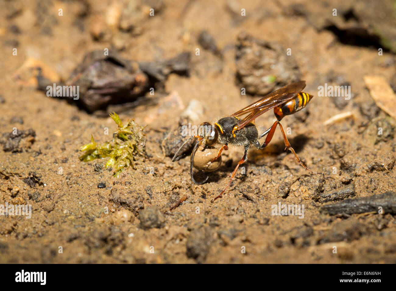 Sceliphron Curvatum Orientalische Mörtelwespe Stockfoto