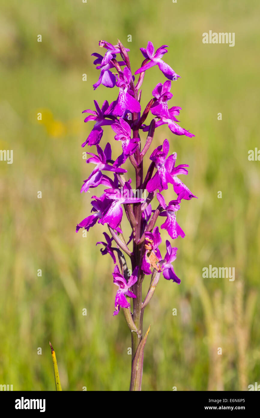 Orchis Palustris SSP Robusta Orchis Robusta Robustes Knabenkraut Stockfoto