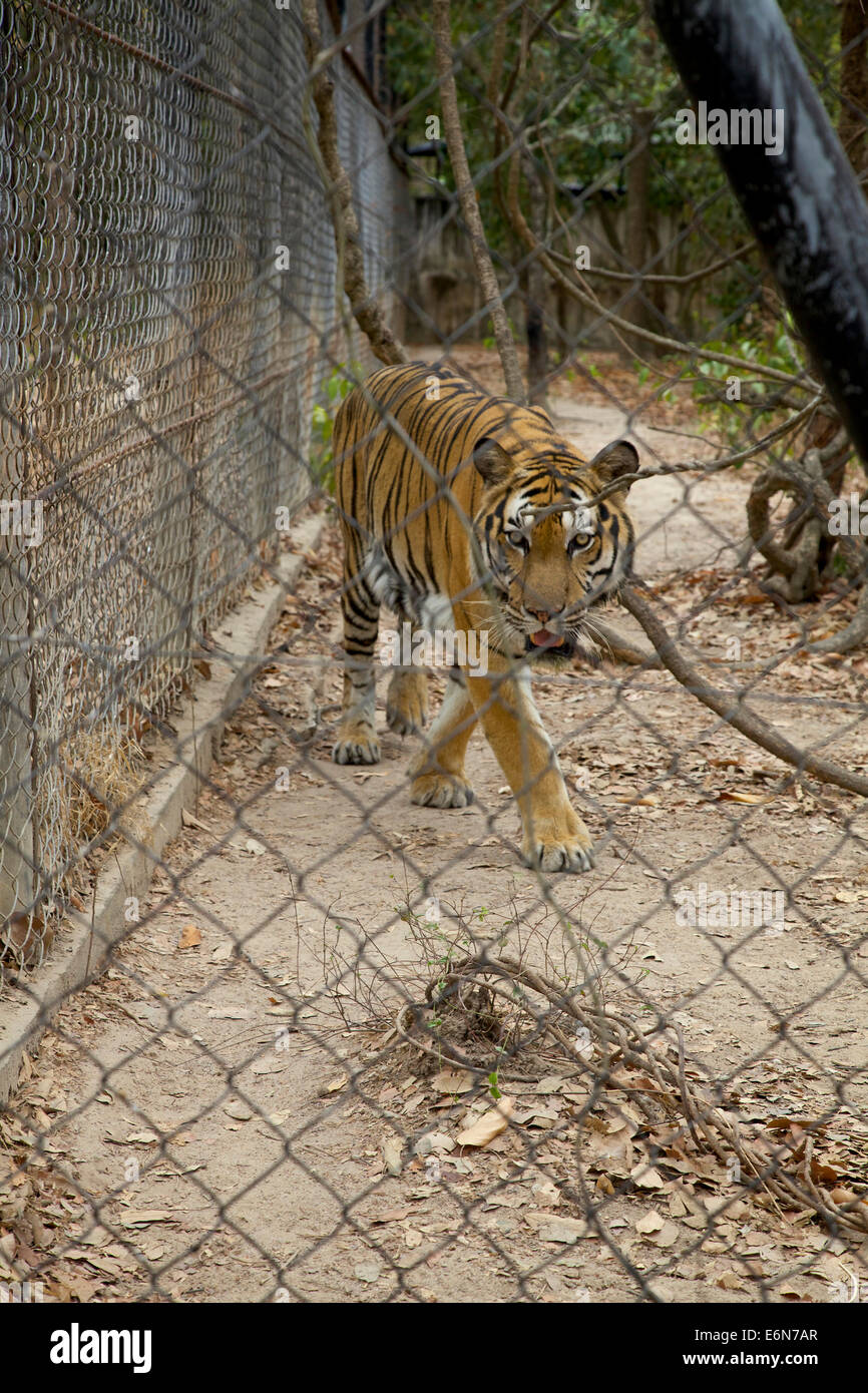 Kambodscha, Südost-Asien, Phnom Tamao Zoo, Tiergarten, Tiere retten Zentrum, wilde Tiere im Käfig, Großkatzen, tiger Stockfoto