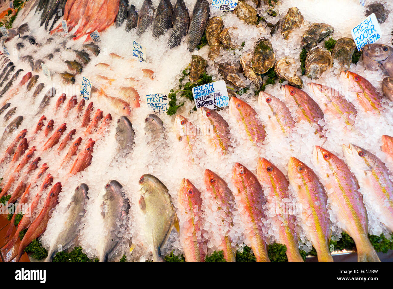 Vielzahl von frischem Fisch auf dem Eis aus der ganzen Welt zum Verkauf in N & A Fischgeschäft Walthamstow High Street London UK KATHY DEWITT Stockfoto