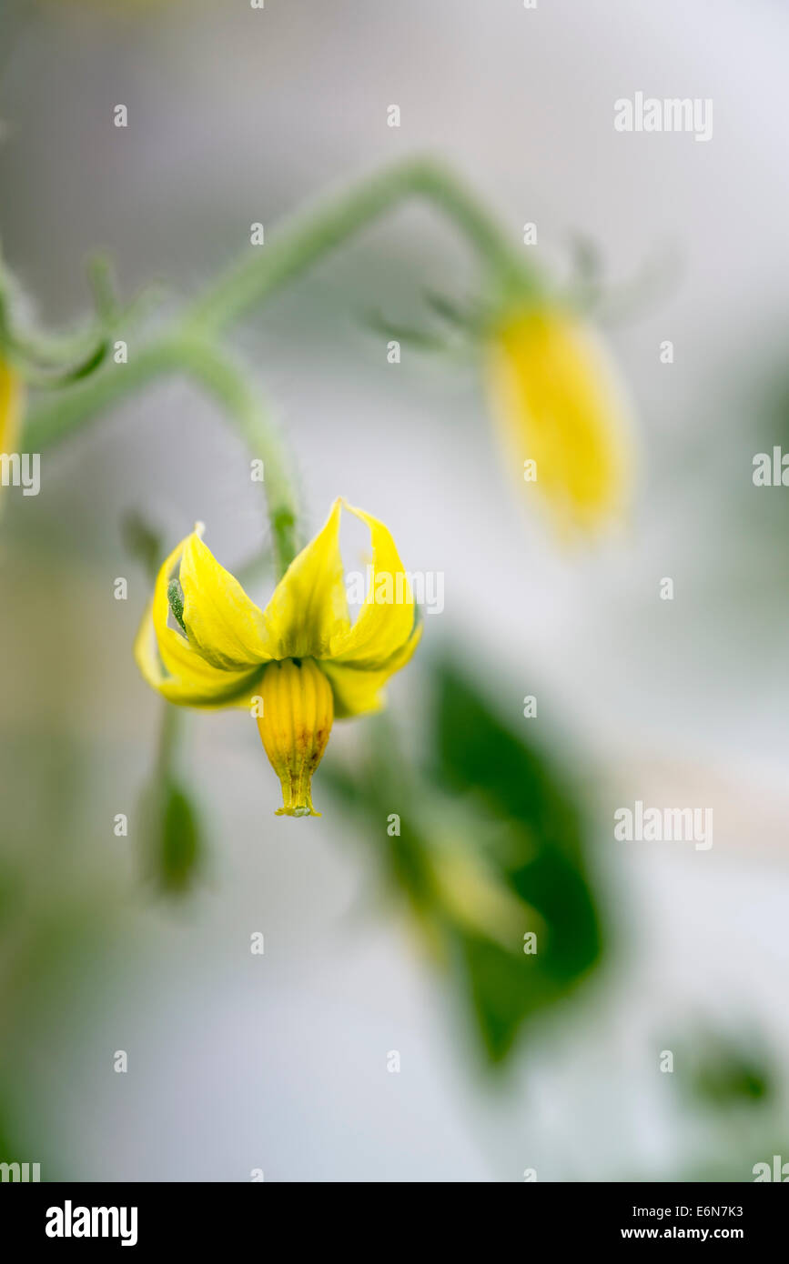 Tomaten-Blumen. Stockfoto