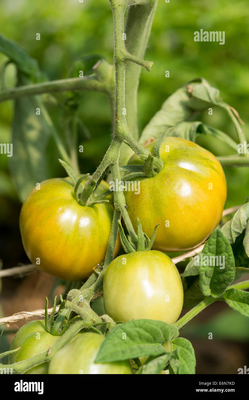 Tomaten wachsen auf einer Farm in Oregon Wallowa Valley. Stockfoto