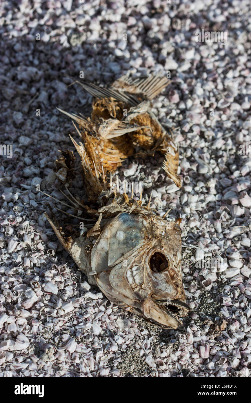 Tote Fische Skelett, Salton Sea, Kalifornien, USA, Stockfoto