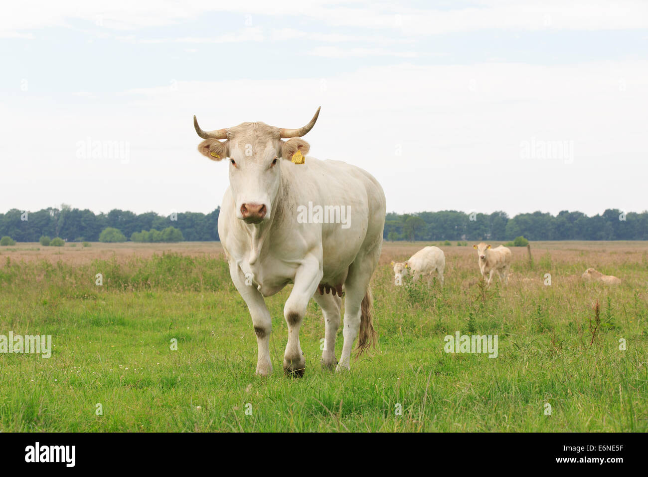 Eine Blonde d ' Aquitaine-Kuh mit großen Spitzen Horn sieht aufmerksam im Hintergrund zwei Kälber neugierig suchen Stockfoto