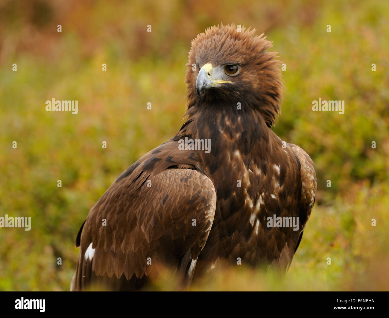 Golden Eagle, mitten im Herbst bunte Vegetation zeigt seinen Stolz oder Wut, indem Sie die Krone der Federn Stockfoto