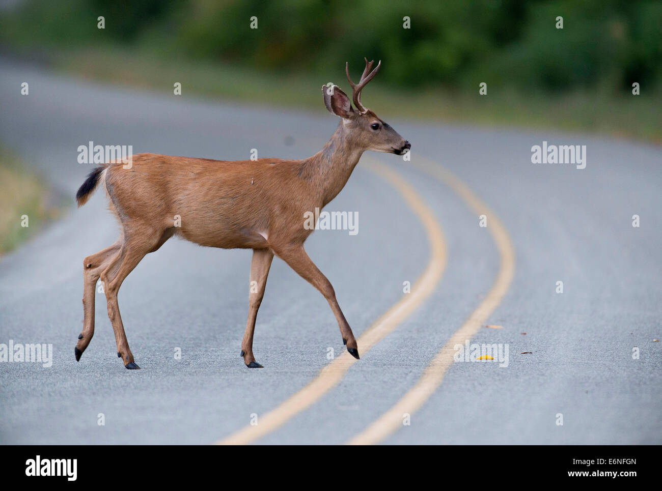 Roseburg, Oregon, USA. 27. August 2014. Ein Blacktailed Reh Bock geht vorsichtig auf einer Landstraße im südwestlichen Oregon in der Nähe von Roseburg. © Robin Loznak/ZUMA Draht/Alamy Live-Nachrichten Stockfoto