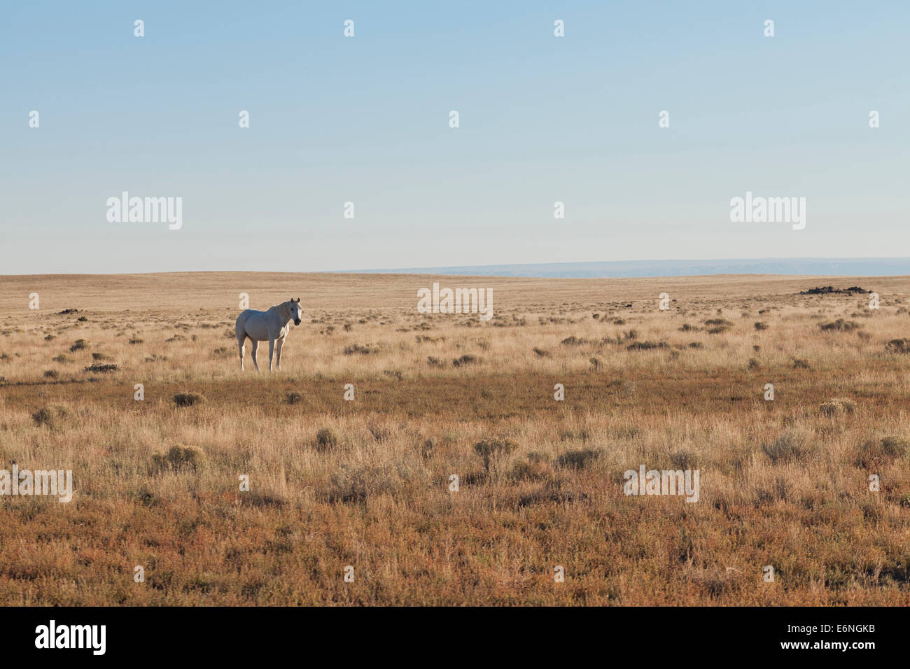 Einen weißen Mustang auf offenem Feld - Arizona USA Stockfoto
