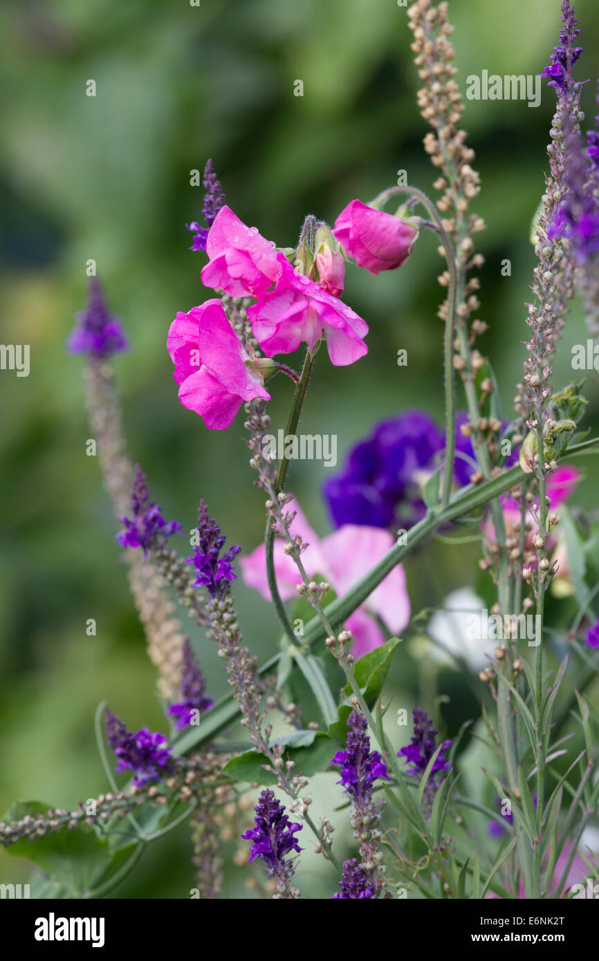 Sweet Pea. Platterbse man wild wächst. Stockfoto