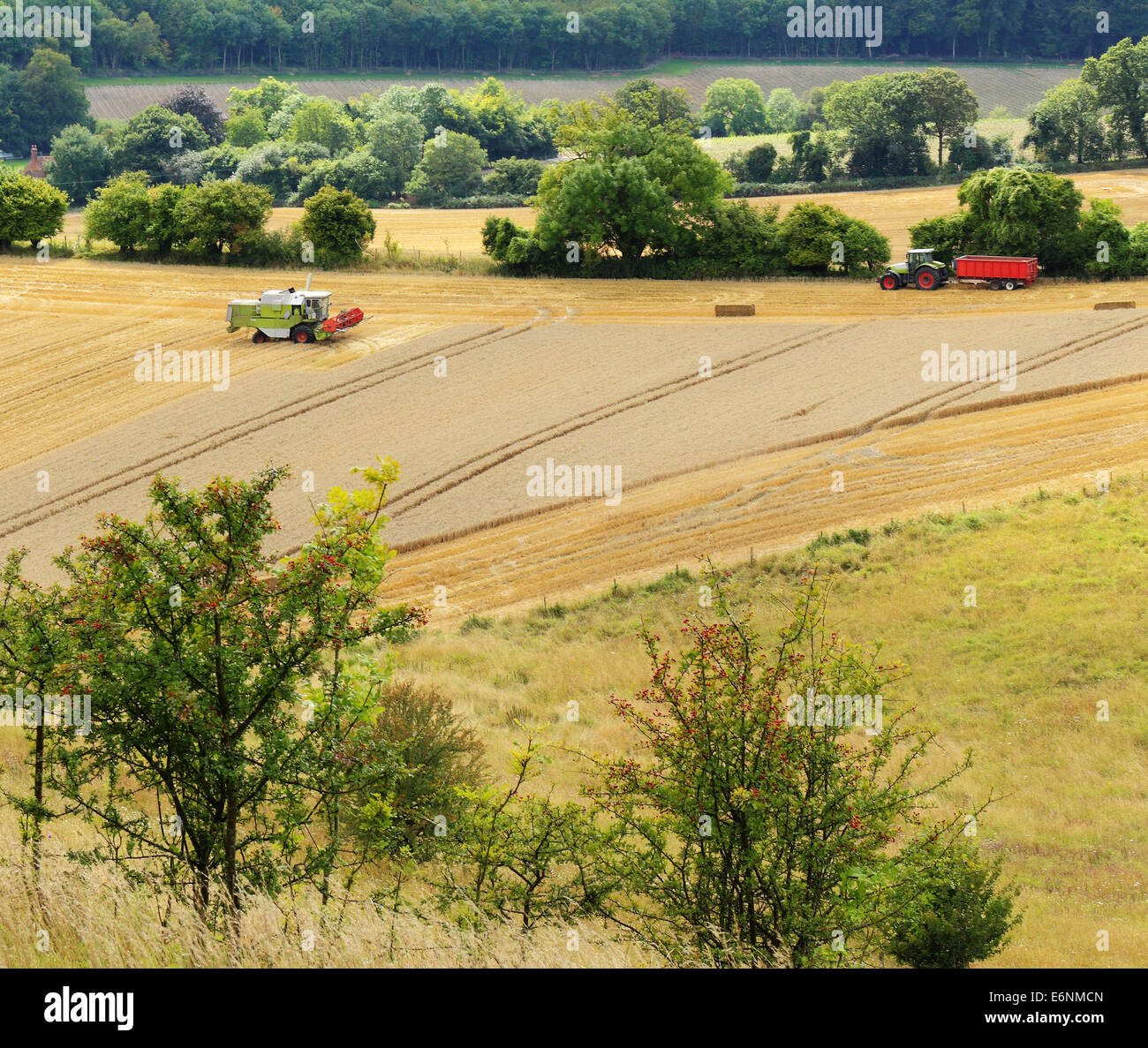 Eine englische ländliche Landschaft in Buckinghamshire mit goldenen Weizenfeldern und Stoppeln mit Combine Harvester Stockfoto