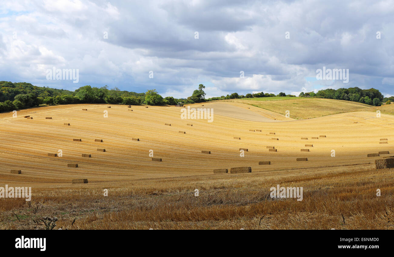 Eine englische Landschaft im ländlichen Raum in den Chiltern Hills mit goldener Weizen Stoppeln Stockfoto